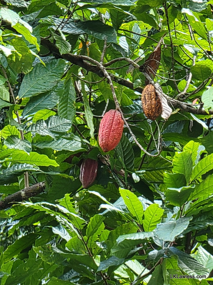 Cacao pods in various stages of ripeness