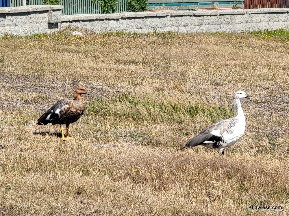 Birds in Falklands