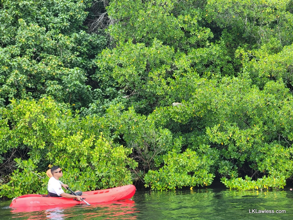 Kayak at sea, iguana in tree
