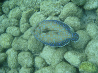 Snorkeling in Malendure