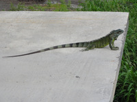 Iguanasaurus Rex