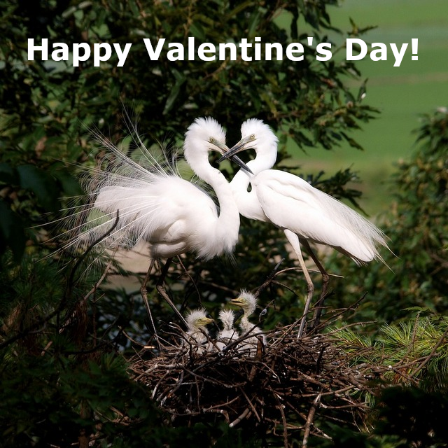Happy Valentine's Day from the Egrets