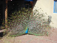 Peacock in Taos